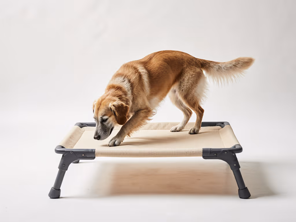 senior_dog_stepping_onto_elevated_bed_with_stable_frame_and_breathable_mesh